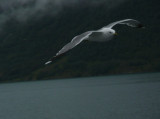 Gull Following Ferry