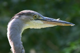 Blue Heron