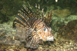 Lionfish