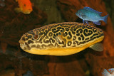 Puffer at Hotel Asterick