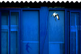 BLUE WINDOWS