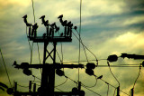 BIRDS AND LINES