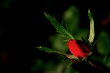 ANOTHER RED ROSE