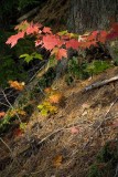 DSC_3333sm.jpg
