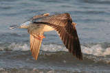L.  Black-backed Gull