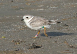 Piping Plover, Holly Beach, 9/13/07