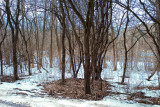 Trees at the Lagoon     3-11-07