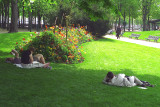 Paris, Lyon & Strasbourg