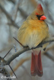 Cardinal femelle #0923 corrige.jpg