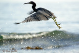 Aigrette bleue #5181.jpg