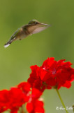 Colibri femelle #8118.jpg