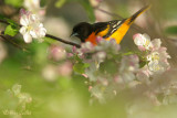 Oriole de Baltimore mle + fleurs pommiers #7796.jpg