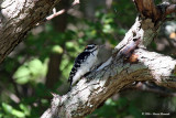 Woodpecker