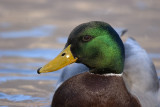 Wild duck portrait