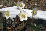 Helleborus niger