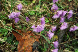 Soldanella alpina