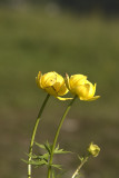 Trollius europaeus