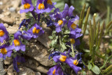 Linaria alpina