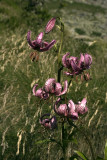 Lilium martagon