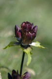 Gentiana purpurea / Genziana porporina