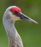 Sandhill Crane - Reifel Bird Sanctuary, Vancouver, B.C.