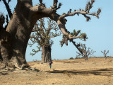 Baobab