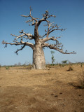 Baobab