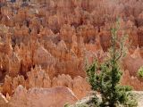 <B>Spires</B><BR> - Hoodoos and Tree - Bryce Canyon National Park, Utah