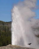 <B>Old Faithfuls Raven</B> <BR><FONT SIZE=2>Yellowstone National Park, September 2006</FONT>