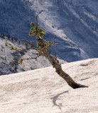 Lone Pine Tioga Pass, Yosemite National Park October 2006