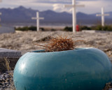 -CACTUS- Tecopa CA February 2007