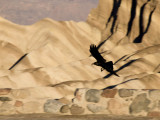 <B>Preparing to Land</B> <BR><FONT SIZE=2>Death Valley, California  February 2007</FONT>