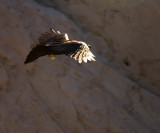 <B>Hovering</B> <BR><FONT SIZE=2>Death Valley, California  February 2007</FONT>