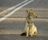 <B>Wild Eye</B> <BR><FONT SIZE=2>Death Valley, California  February 2007</FONT>