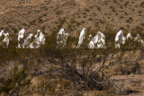 Ghost Town Ghosts Rhyolite, Nevada February 2007
