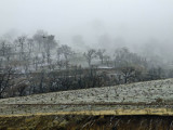 Grapevine Snow Bakersfield, California February 2007