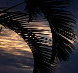 <B>Palm Sunset</B> <BR><FONT SIZE=2>Molokai, Hawaii, December 2006</FONT>