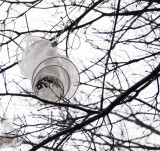 <B>Tree Lanterns</B> <BR><FONT SIZE=2>Cambridge, Massachusettes, April 2007</FONT>