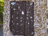 <B>No Bills Posted</B> <BR><FONT SIZE=2>Berkeley, California, 2007</FONT>