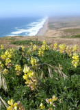 Lupine View Point Reyes National Seashore, Califorinia, June, 2007