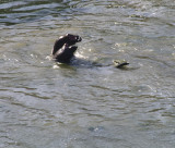 <B>Elephant Seal Play</B> <BR><FONT SIZE=2>Point Reyes National Seashore, Califorinia, June, 2007</FONT>