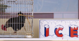 <B>Chicken and Ice</B> <BR><FONT SIZE=2>Petaluma, Californian, June 2007</FONT>