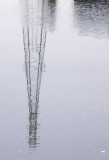 <B>Reflection</B> <BR><FONT SIZE=2>Petaluma, Californian, June 2007</FONT>