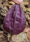 Tipularia discolor