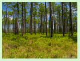 Green Swamp Savannah