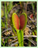 Dionaea muscipula