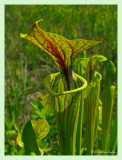 Sarracenia flava