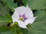 Datura stramonium flower
