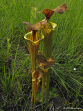 Sarracenia flava
