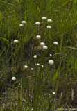 Eriocaulon decangulare